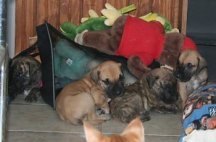 pups